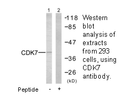 Product image for CDK7 Antibody