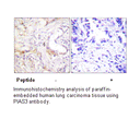 Product image for PIAS3 Antibody