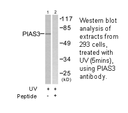 Product image for PIAS3 Antibody