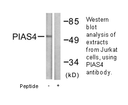 Product image for PIAS4 Antibody