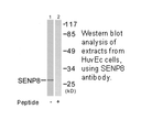 Product image for SENP8 Antibody