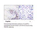 Product image for TRXR2 Antibody