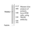 Product image for TRXR2 Antibody