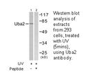 Product image for Uba2 Antibody