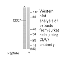 Product image for CDC7 Antibody