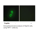 Product image for TNF11 Antibody