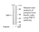 Product image for TNF11 Antibody