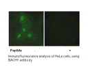 Product image for BACH1 Antibody