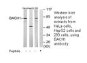 Product image for BACH1 Antibody