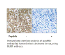 Product image for BUB1 Antibody