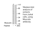 Product image for Musculin Antibody