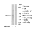 Product image for TBX10 Antibody