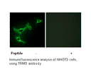 Product image for TRIM3 Antibody