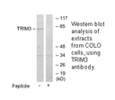 Product image for TRIM3 Antibody