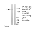 Product image for DGKI Antibody