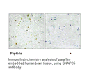 Product image for SNAPC5 Antibody