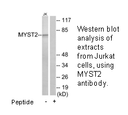 Product image for MYST2 Antibody