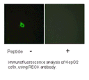 Product image for RECK Antibody