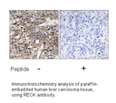 Product image for RECK Antibody