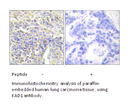 Product image for KAD1 Antibody