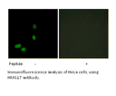 Product image for HMG17 Antibody