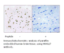 Product image for HMG17 Antibody