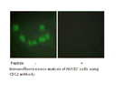 Product image for CDC2 Antibody