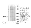 Product image for CDC2 Antibody