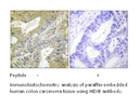 Product image for HEXB Antibody