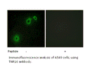 Product image for TNR16 Antibody