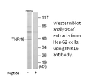 Product image for TNR16 Antibody