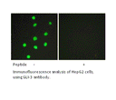 Product image for GLI-3 Antibody