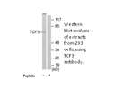 Product image for TCF3 Antibody