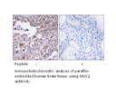 Product image for MUC1 Antibody