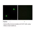 Product image for Histone H2AX Antibody