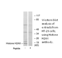 Product image for Histone H2AX Antibody