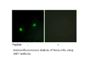 Product image for ZNF7 Antibody