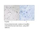 Product image for ZNF7 Antibody