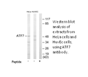 Product image for ATF7 Antibody