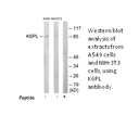 Product image for K6PL Antibody