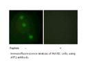 Product image for ATF1 Antibody