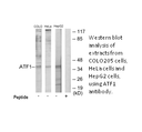 Product image for ATF1 Antibody