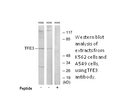 Product image for TFE3 Antibody