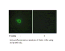 Product image for JAK1 Antibody