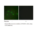 Product image for COT2 Antibody