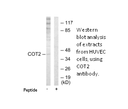 Product image for COT2 Antibody