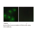 Product image for CDK2 Antibody