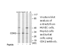 Product image for CDK2 Antibody