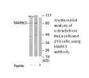 Product image for MARK3 Antibody