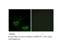 Product image for CALR Antibody